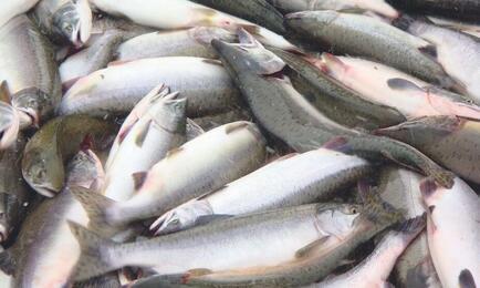 Соглашения с регионами должны будут заключать в том числе участники промысла лососей