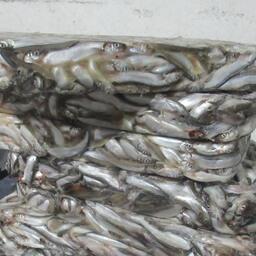 У предпринимателя из Брянской области нашли 1,2 тонны мойвы в грузовом отсеке УАЗ. Фото пресс-службы Центрального таможенного управления