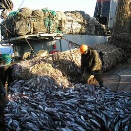 Утвержден общий допустимый улов на будущий год минтая, сельди, трески и других рыб