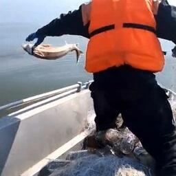 Освобожденную из браконьерских сетей рыбу выпускают обратно в воду. Кадр оперативной съемки